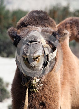 Portrait of Camel head