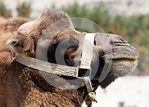 Portrait of Camel head