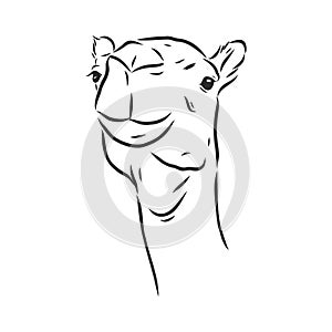 Portrait of a camel, head of a camel, vector sketch illustration