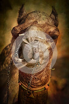 Portrait of Camel head in Pushkar
