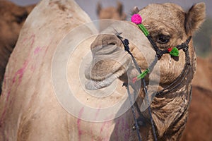 Portrait of Camel head in Pushkar