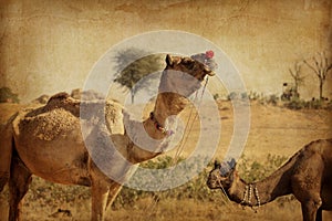 Portrait of Camel head in Pushkar