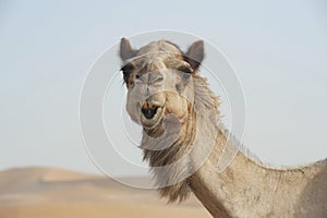 Portrait of a Camel, Middle Eastern Agriculture