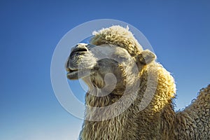 Portrait of a camel's head against the big photographed mountains, palm trees and blue sky