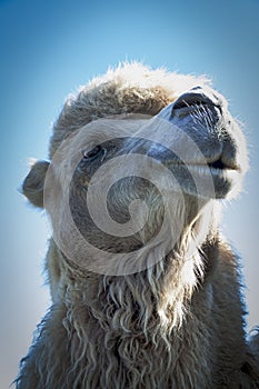 Portrait of a camel's head against the big photographed mountains, palm trees and blue sky