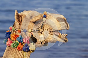 Portrait of a camel`s head. His head is decorated. In the background is the blue sea level