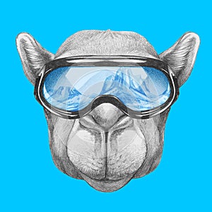 Portrait of Camel with ski goggles.