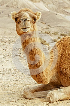 Portrait of camel in the summer desert. Safari east wilderlife.