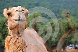 Portrait of a camel on a sunny summer day