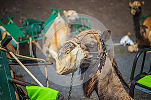 The portrait of camels head,Lanzarote, Canary Islands, Spain