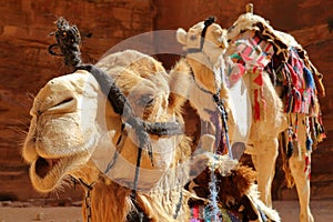 Portrait of camels in Petra, Jordan photo