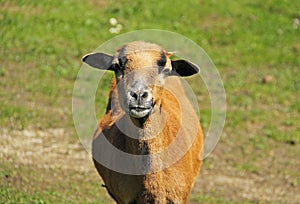 Portrait of cameroon sheep