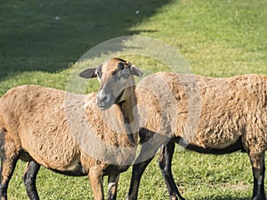 Portrait of Cameroon sheep, Cameroon Dwarf sheep on green grass pasture, looking into the lens, selective focus.