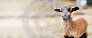 Portrait of Cameroon sheep. Sheep on pasture, looking into the lens. Panorama.