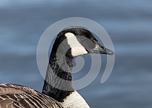 Portrait of a Canada Goose, Bird.