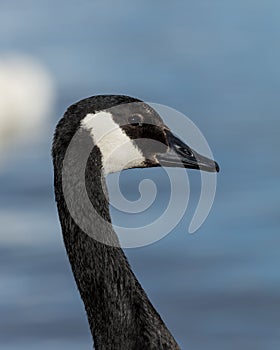 Portrait of a Canada Goose, Bird.