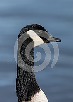 Portrait of a Canada Goose, Bird.