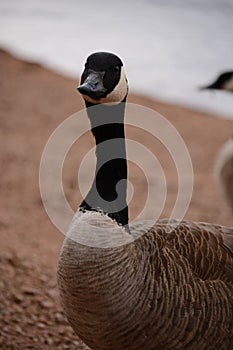 Portrait of a Canada Goose, Branta canadensis,