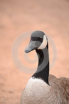 Portrait of a Canada Goose, Branta canadensis,