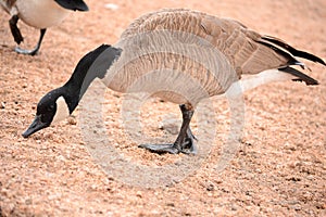 Portrait of a Canada Goose, Branta canadensis,