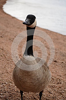 Portrait of a Canada Goose, Branta canadensis,