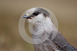 Portrait of Canada jay with full poach of seeds in spring photo