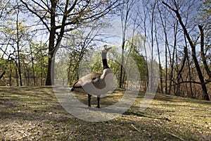 Portrait of canadian goose