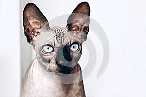 Portrait of the Canadian Sphinx with blue eyes. Hairless hypoallergenic cat.