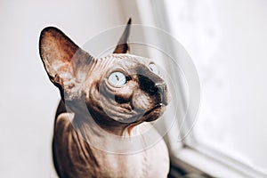 Portrait of the Canadian Sphinx with blue eyes. Hairless hypoallergenic cat.