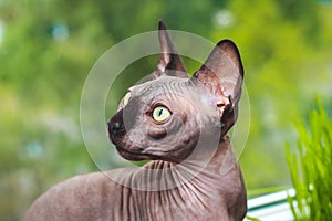 Portrait of a canadian sphinx with green eyes. Hairless hypoallergenic cat.