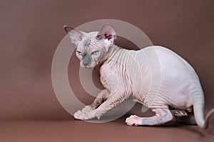 Portrait of Canadian Sphynx of blue mink and white color. Lovely hairless female cat four months old