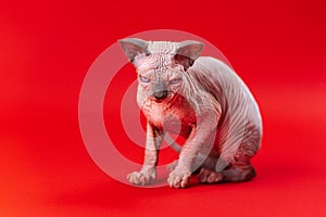 Portrait of Canadian Sphynx Cat of blue mink and white with an attentive look on red background