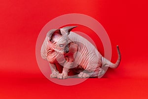 Portrait of Canadian Sphynx Cat on red background. 4 month old kitten of blue mink and white color