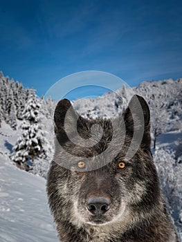 Portrait of a canadian wolf against the background of forest