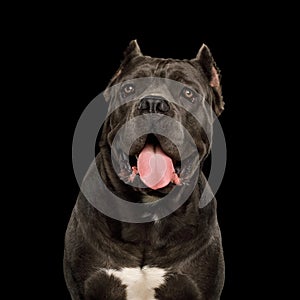 Portrait Cane Corso Dog on Black