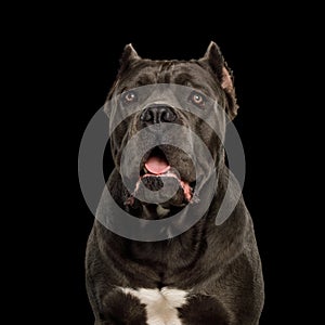 Portrait Cane Corso Dog on Black