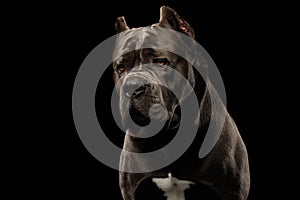 Portrait Cane Corso Dog on Black