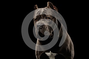Portrait Cane Corso Dog on Black photo