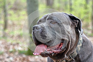 Portrait of a Cane Corso dog in the forest
