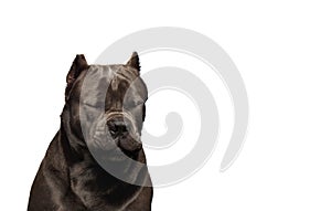 Portrait Cane Corso Dog on white background