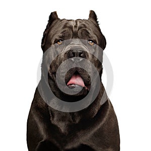 Portrait Cane Corso Dog on white background