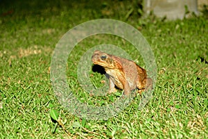 Portrait of a Cane Toads Rhinella marina. This is a large heavily-built amphibian with dry warty skin.