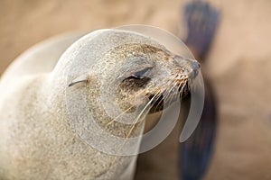 Portrait of cape fur seal