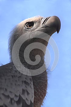 Portrait of Cape Griffon Vulture