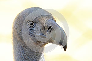 Portrait of Cape Griffon Vulture