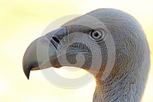 Portrait of Cape Griffon Vulture