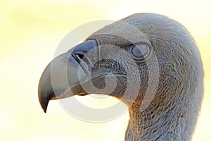 Portrait of Cape Griffon Vulture