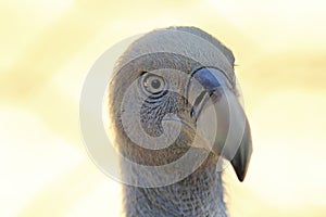 Portrait of Cape Griffon Vulture