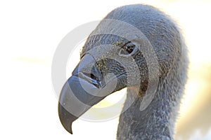 Portrait of Cape Griffon Vulture photo