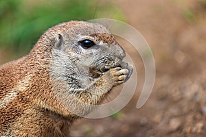 Portrait of Cape ground squirrel